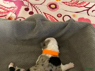 Mixed Breed dogs Orange - Ad 20