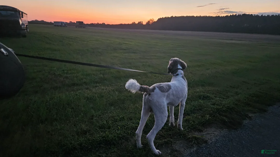 Standard Poodle dogs for stud: Standard Poodle 1 puppies - Ad 3