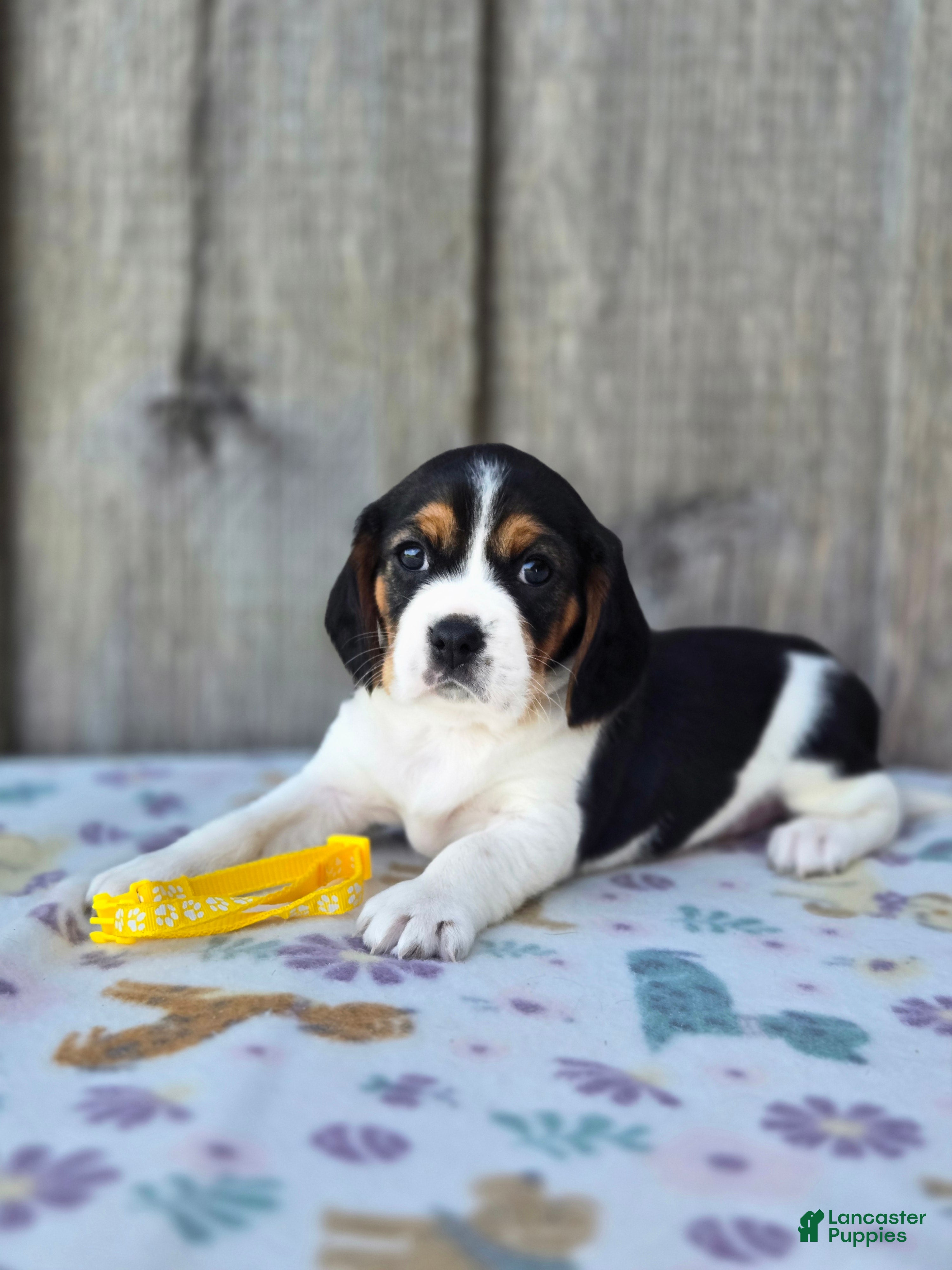 Beaglier dogs Sunny - Ad 1