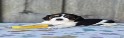 Beaglier dogs for sale: Sunny - Ad 1