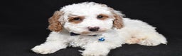 Cavapoo dogs for sale: Smokey - Ad 6