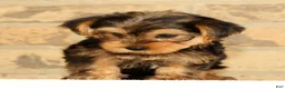 Yorkshire Terrier dogs for sale: Bo - Ad 8