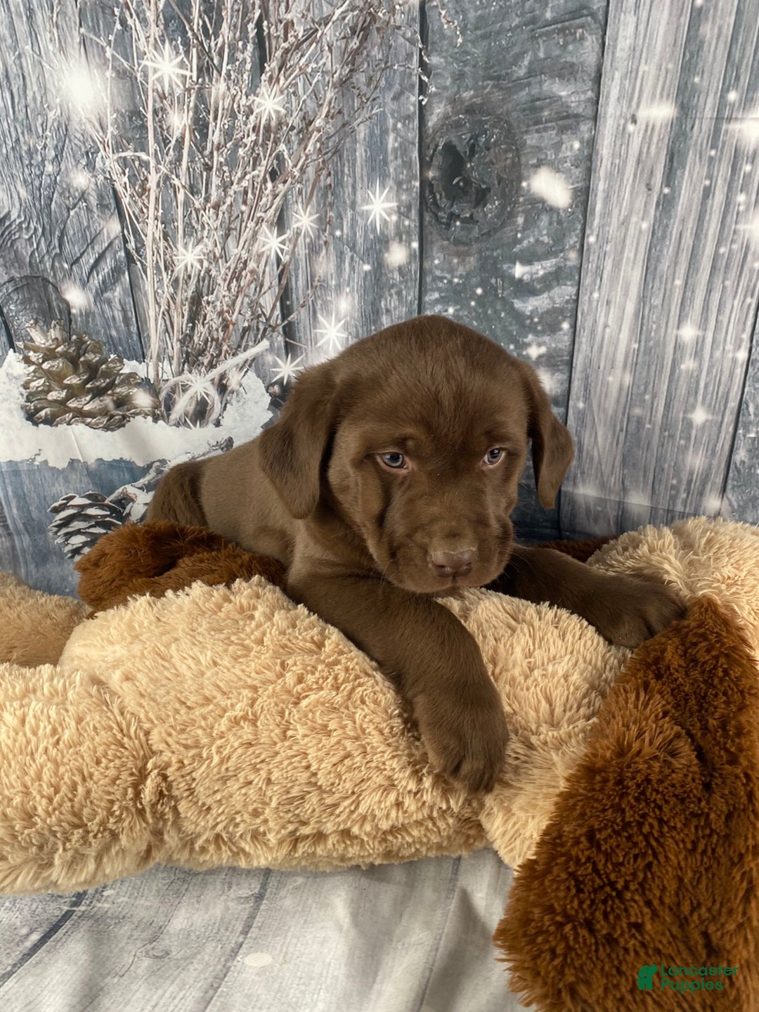 Labrador Retriever dogs for sale: Ace - Ad 2