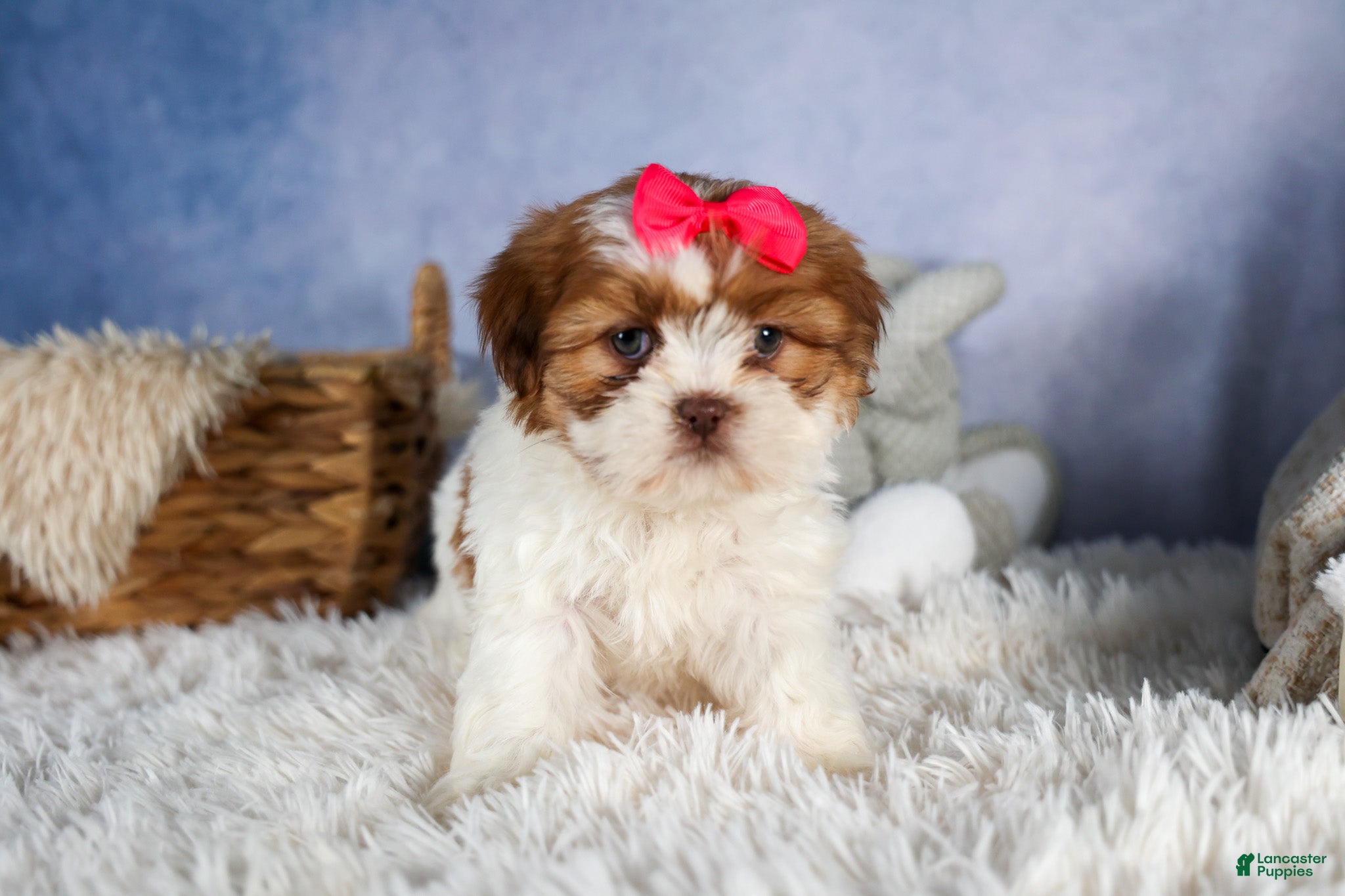 Shih Tzu dogs GRACIE - Ad 1