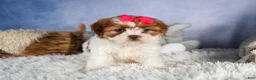 Shih Tzu dogs for sale: GRACIE - Ad 1