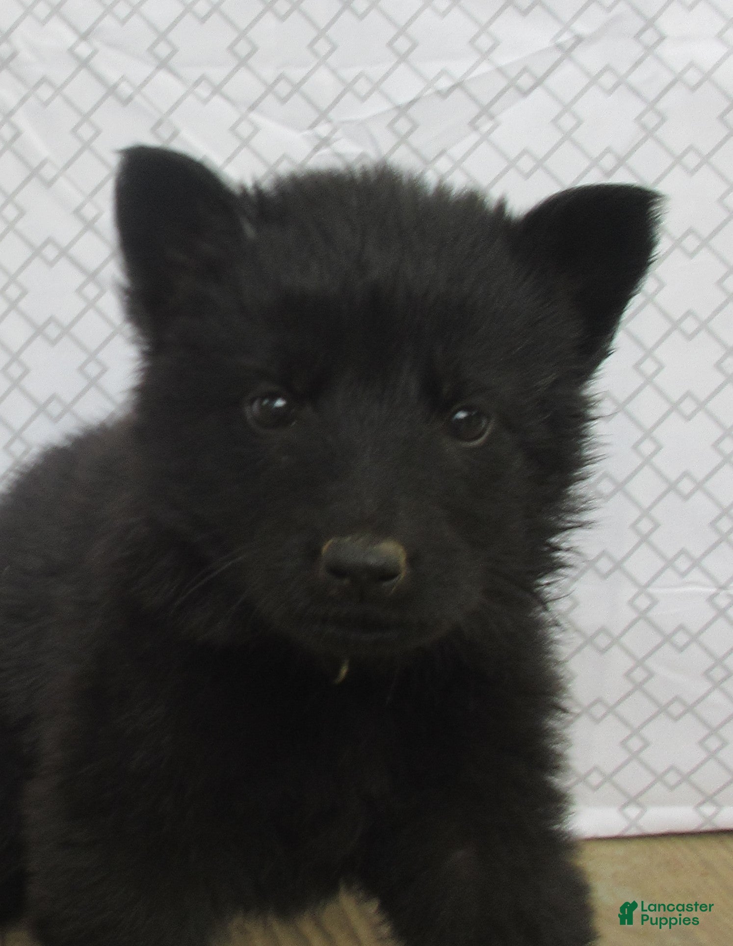 German Shepherd dogs Ranger - Ad 1