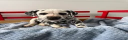 Dalmatian dogs for sale: Stanley - Ad 15