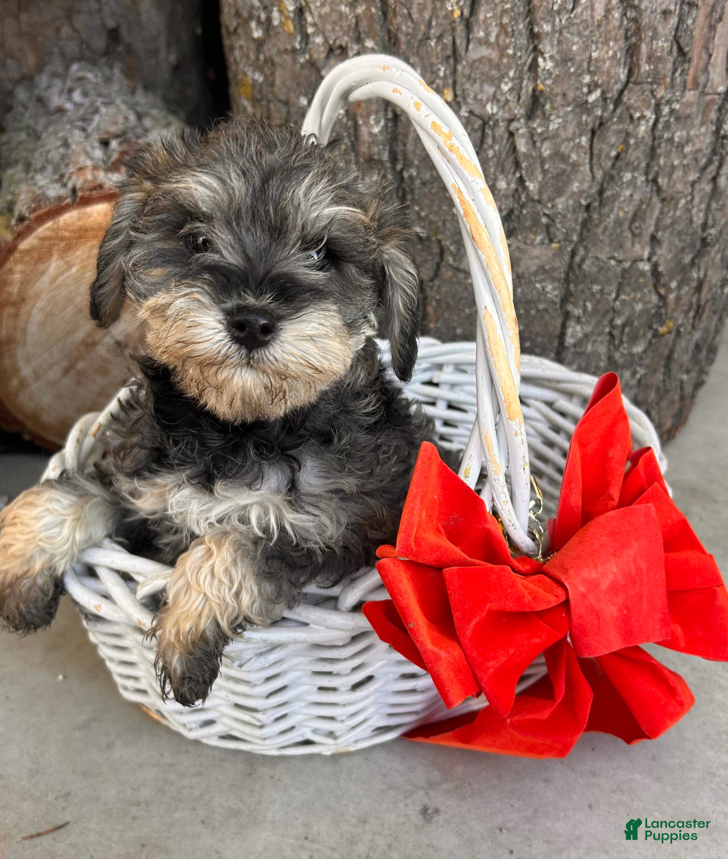 Mixed Breed dogs Luna  - Ad 13