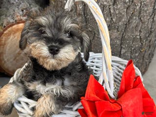 Mixed Breed dogs Luna - Ad 14