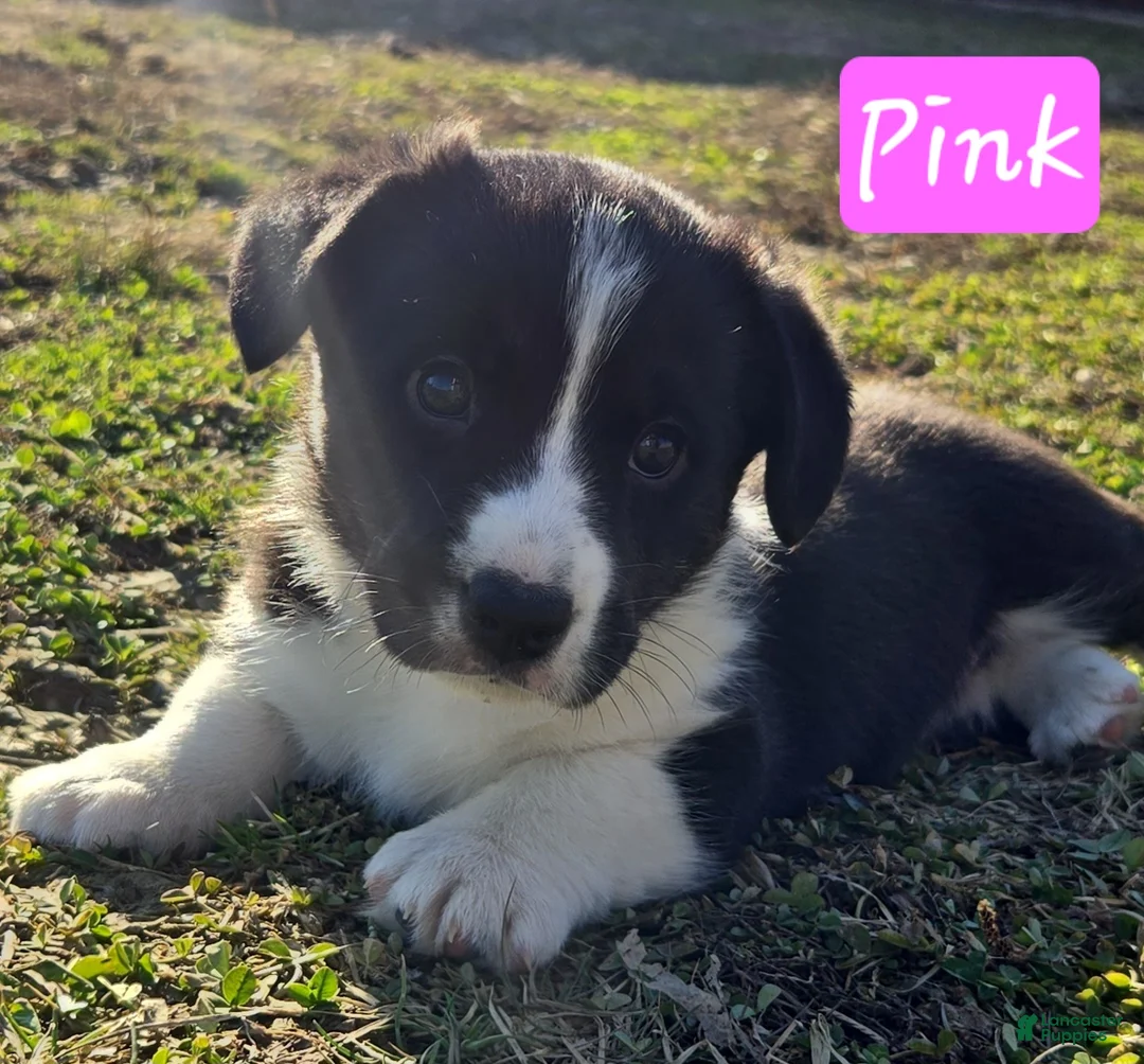 Welsh Corgi Cardigan dogs for sale: Welsh Corgi Cardigan Puppy 4 - Ad 1