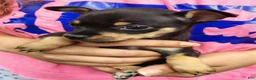 Chihuahua dogs for sale: Trevor (teacup) - Ad 2