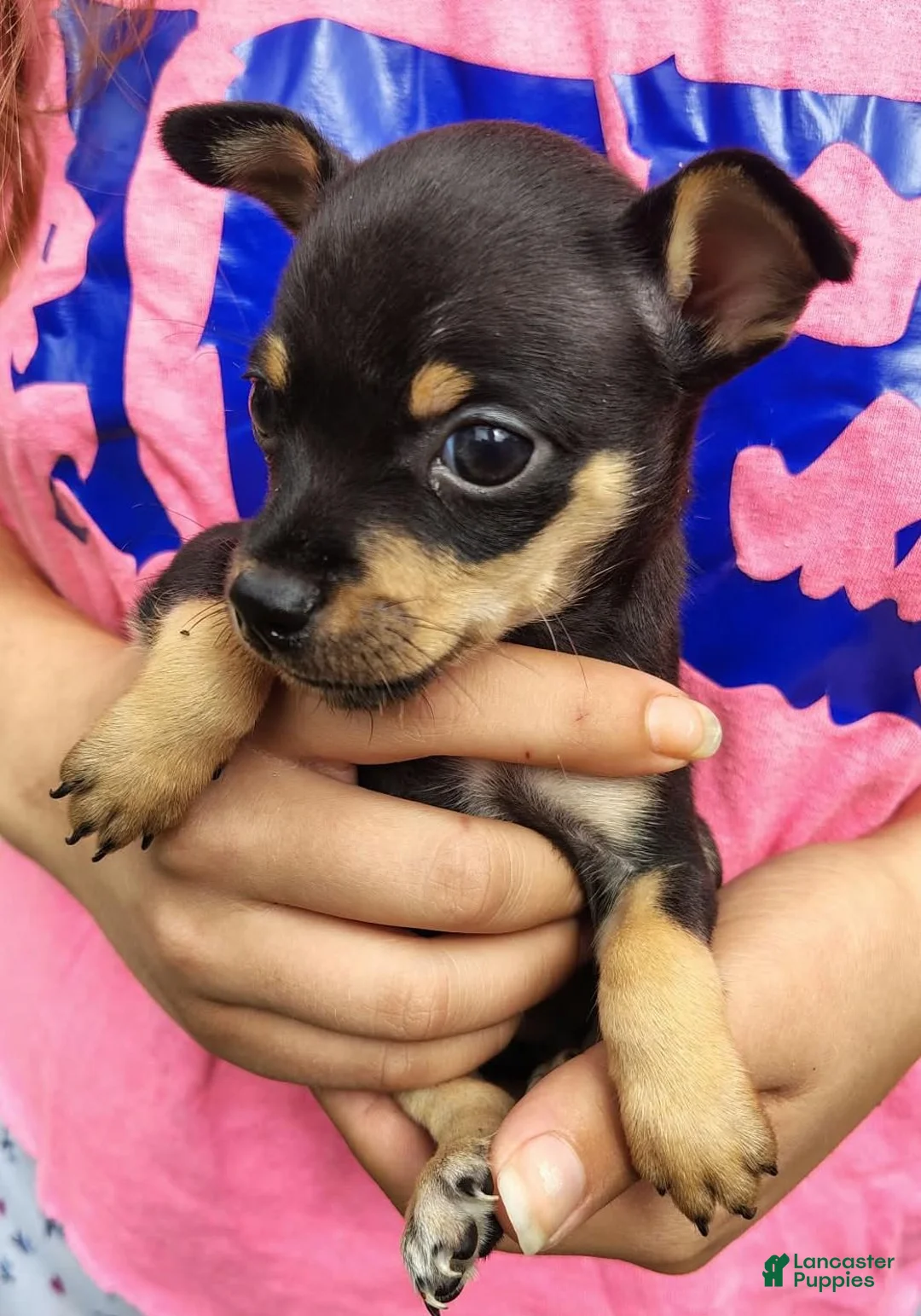 Chihuahua dogs for sale: Trevor (teacup) - Ad 2