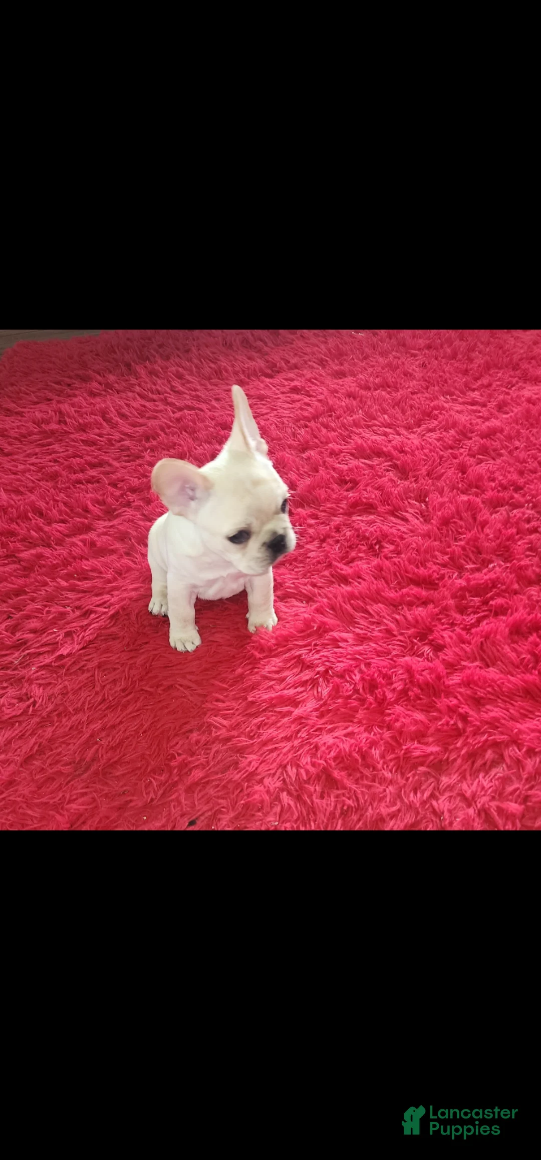 French Bulldog dogs for sale: French Bulldog Puppy 1 - Ad 1