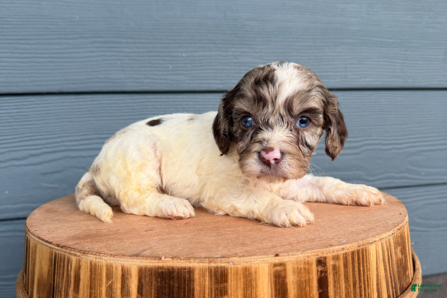 Cavapoo dogs Cavapoo 3 - Ad 11