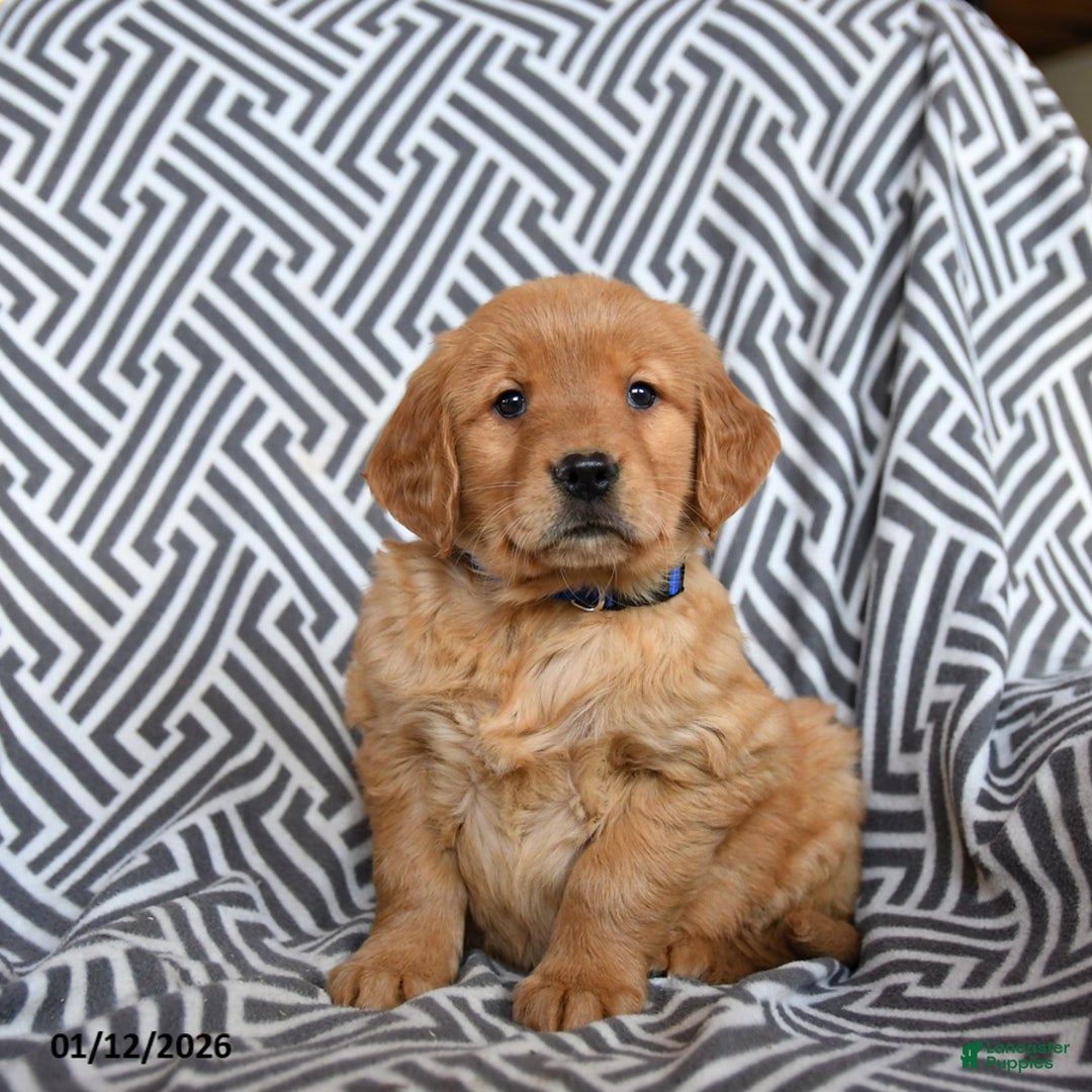 Golden Retriever dogs for sale: Licorice - Ad 2