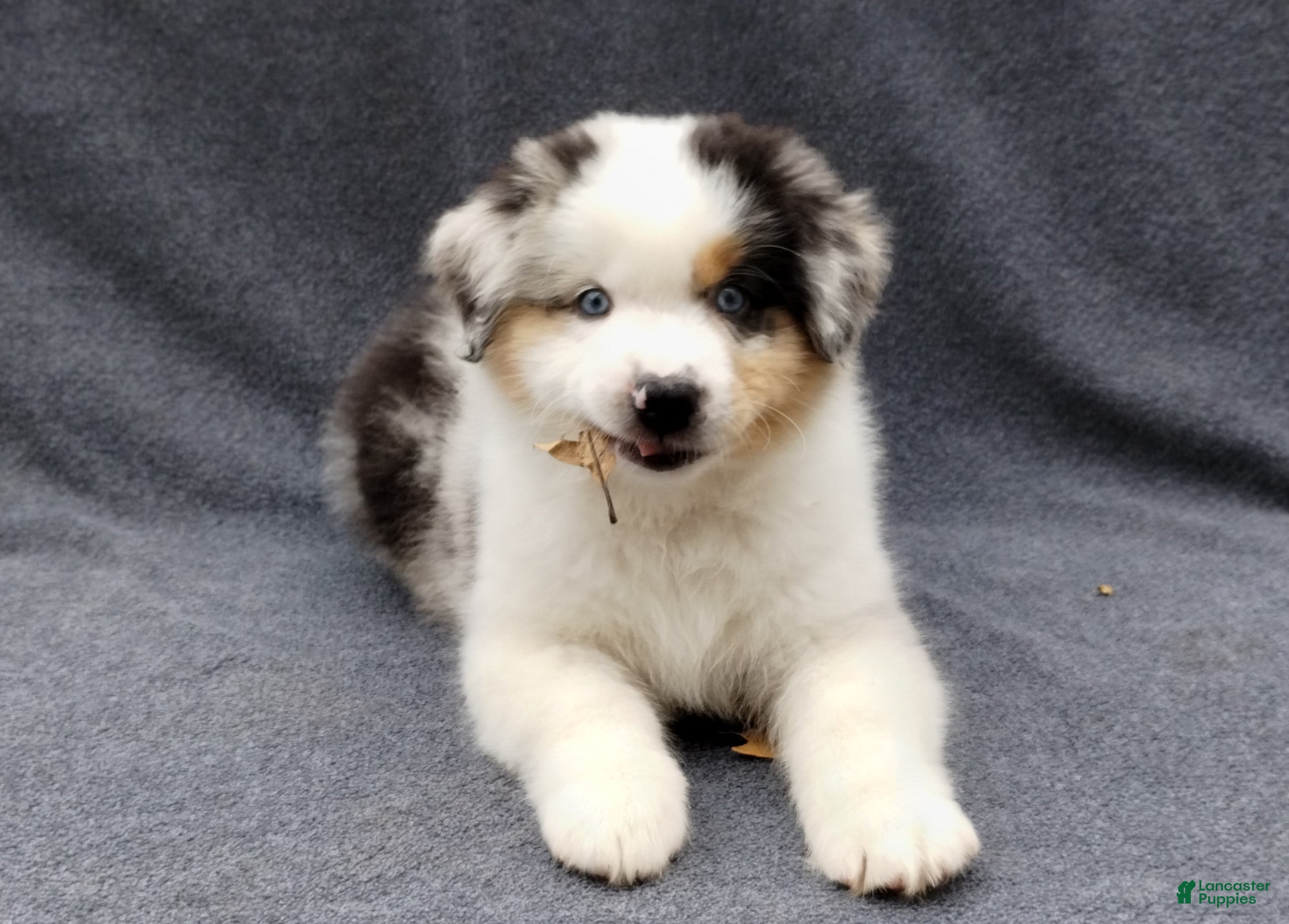 Miniature Australian Shepherd dogs Gold - Ad 2