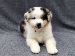 Miniature Australian Shepherd dogs Gold - Ad 14