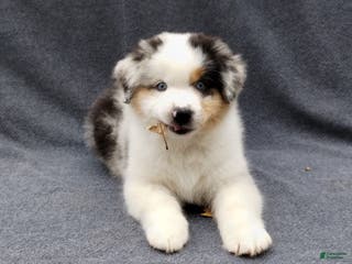 Miniature Australian Shepherd dogs Gold - Ad 2