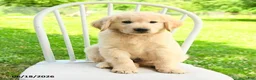 Mixed Breed dogs for sale: Austin - Ad 5