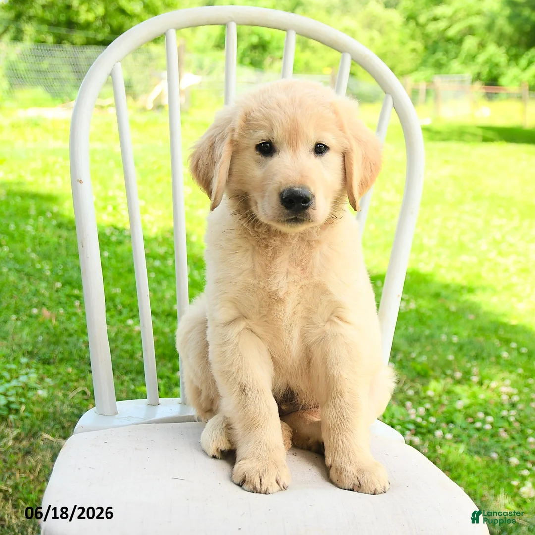 Mixed Breed dogs for sale: Austin - Ad 5