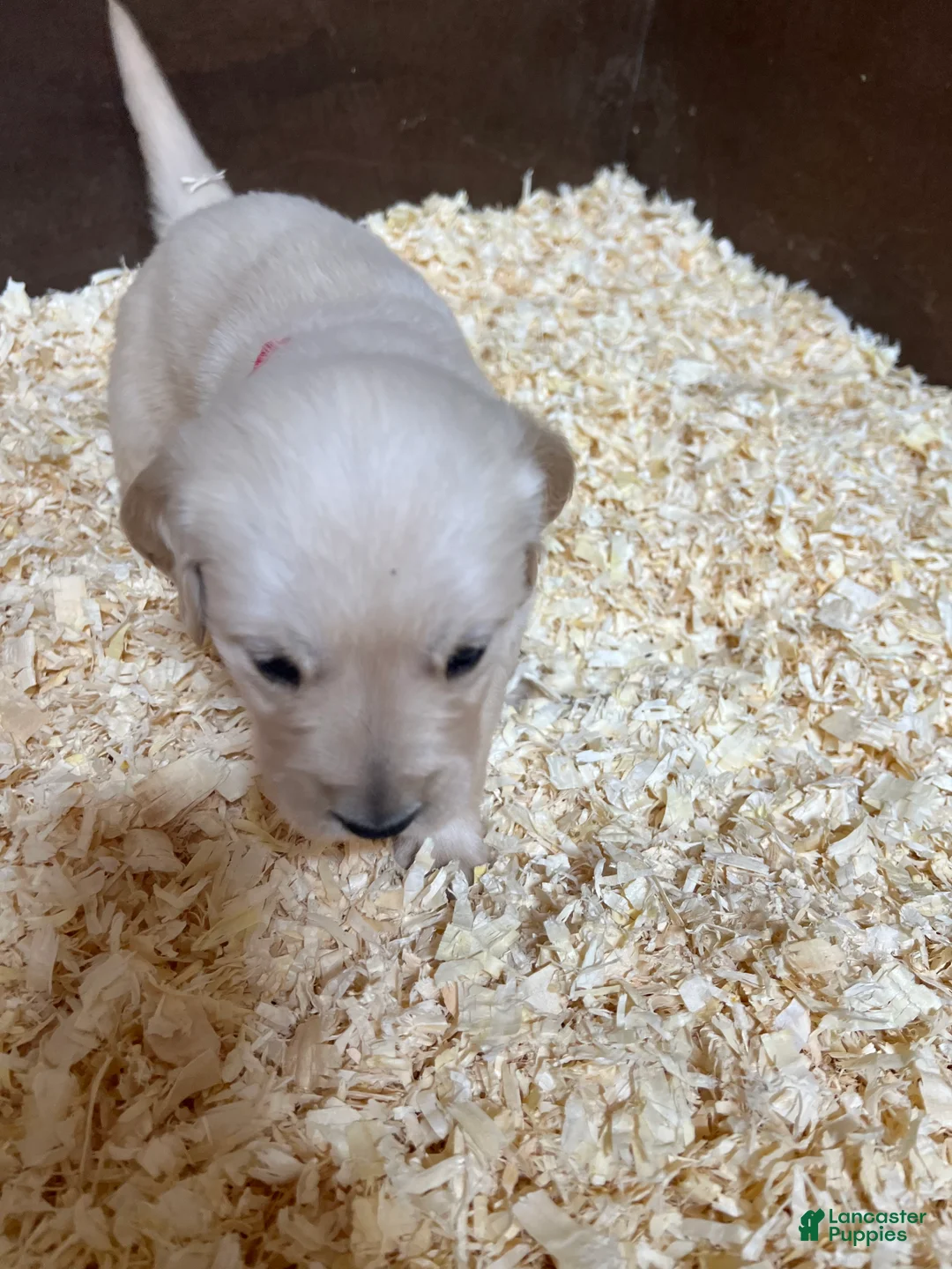 Golden Retriever dogs for sale: Red  - Ad 1
