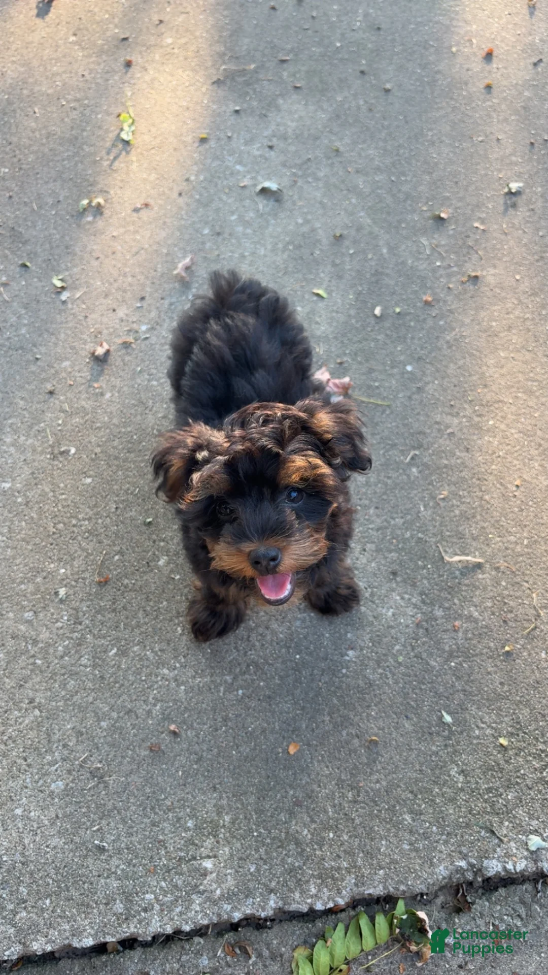 Yorkshire Terrier dogs for sale: Yorkshire Terrier 1 - Ad 1