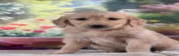 Golden Retriever dogs for sale:  Pilot - Ad 3