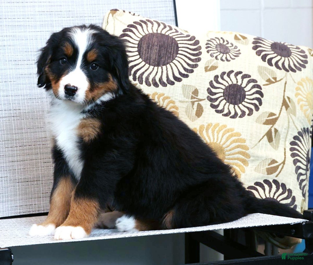 Bernese Mountain Dog dogs for sale: Jenny - Ad 2