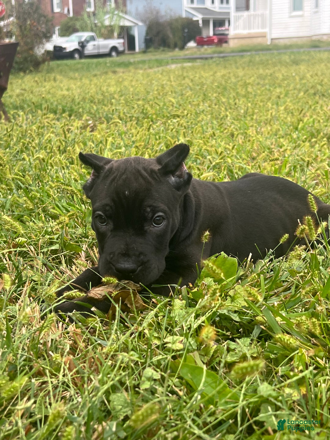 Cane Corso dogs for sale: Curry - Ad 19