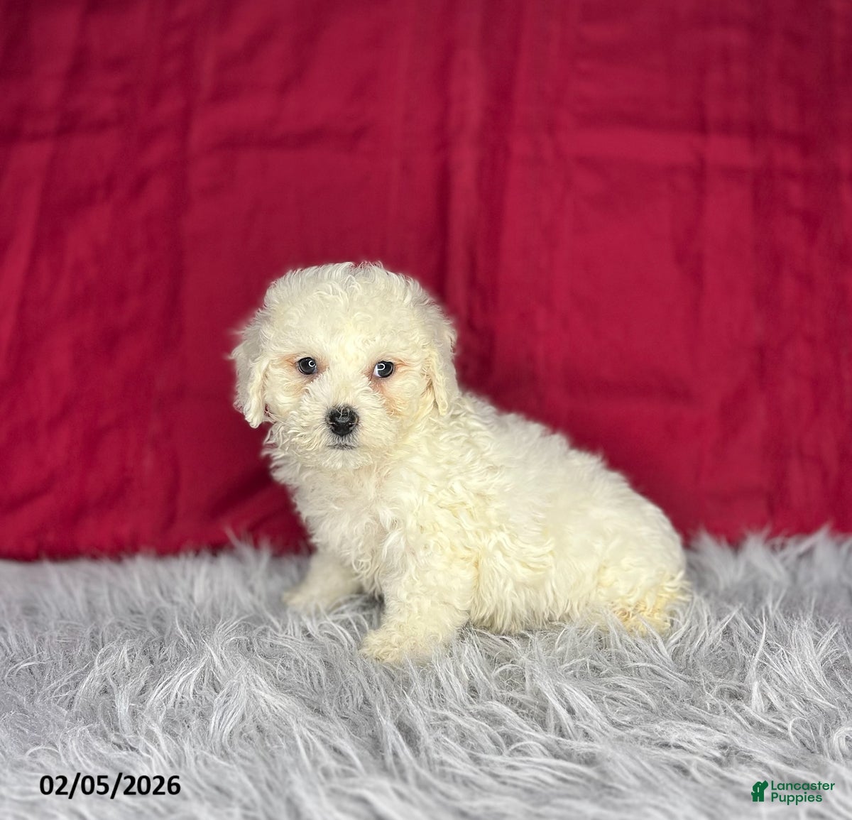 Bichon Frise dogs Rex - Ad 23