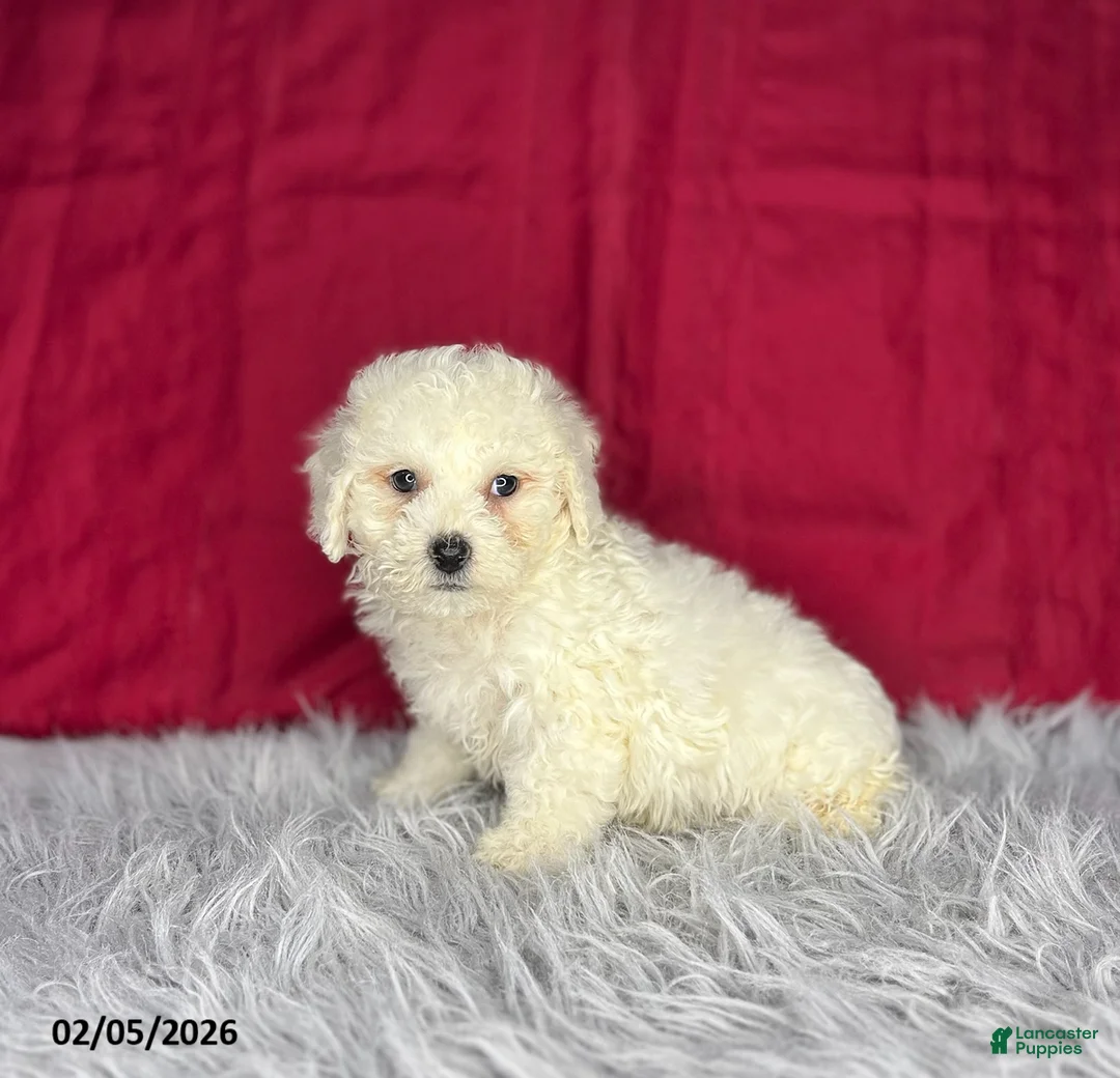 Bichon Frise dogs for sale: Rex - Ad 1