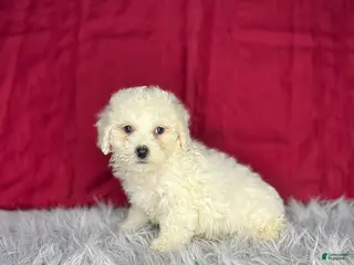 Bichon Frise dogs Rex - Ad 23