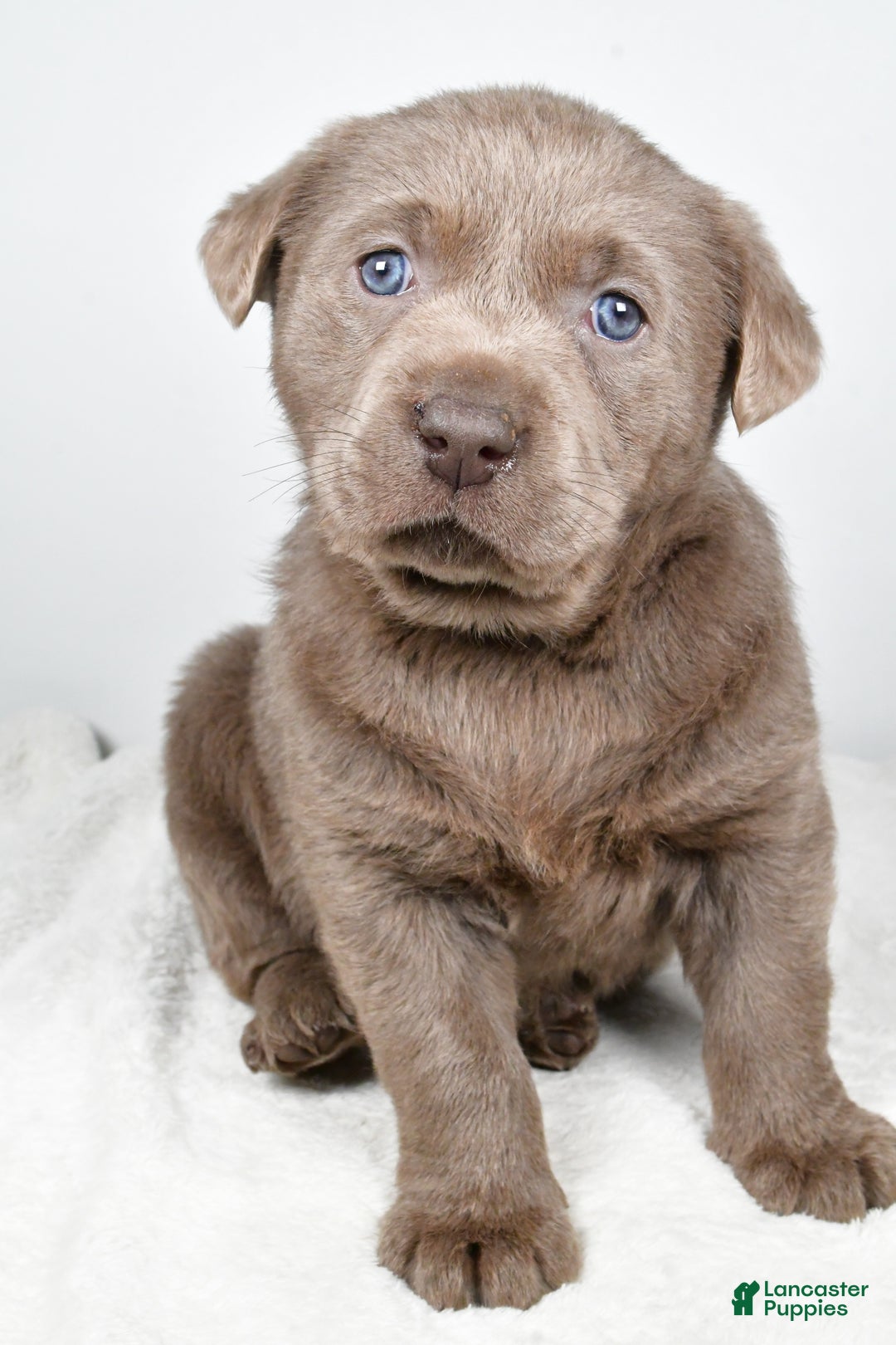 Labrador Retriever dogs for sale: Luna - Ad 6