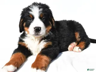 Bernese Mountain Dog dogs for sale: Bear - Ad 1
