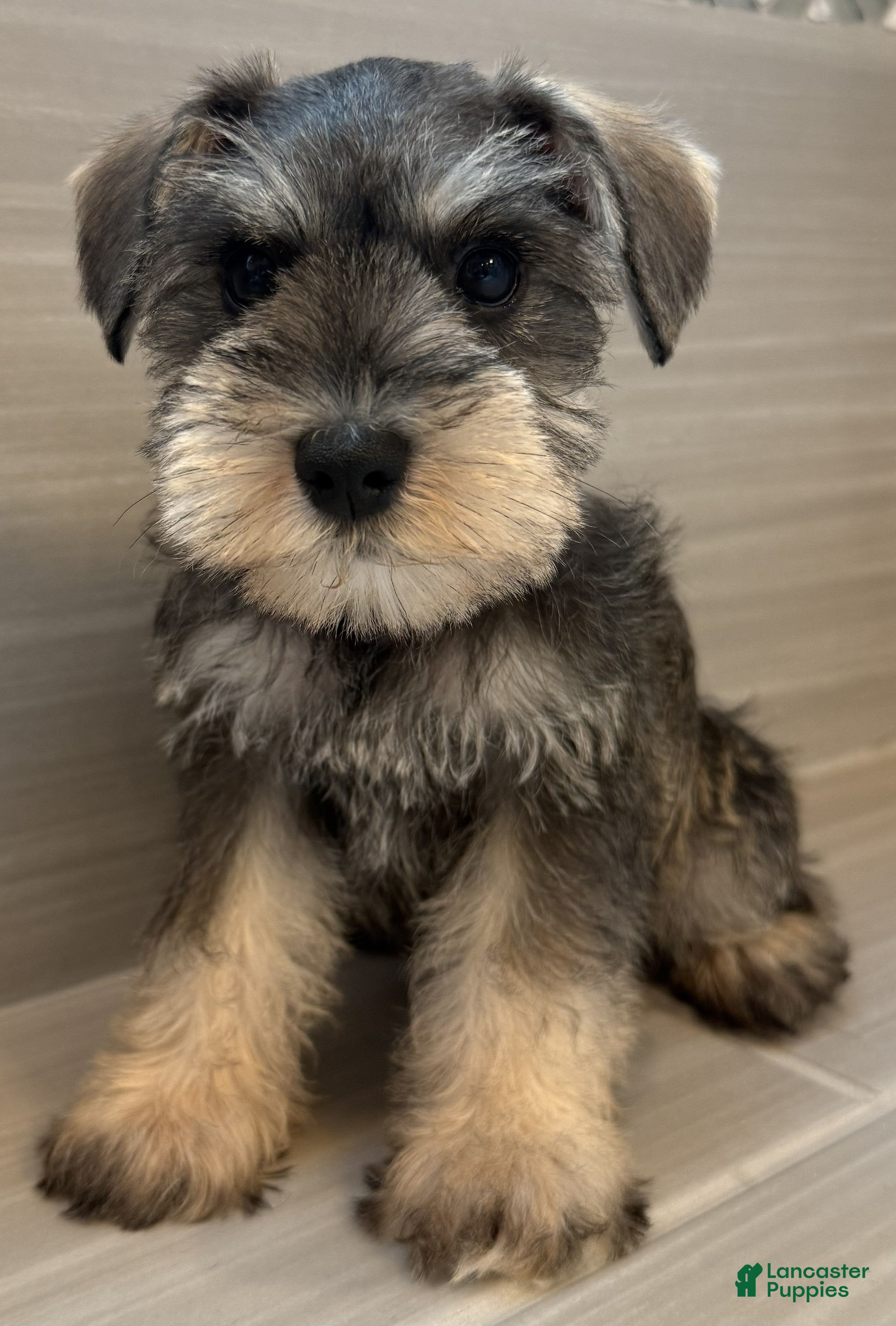Miniature Schnauzer dogs Harmony - Ad 2