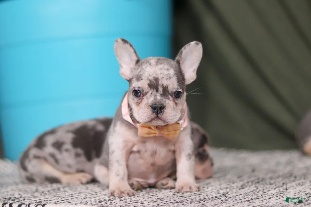 French Bulldog dogs for sale: Bobo - Ad 5
