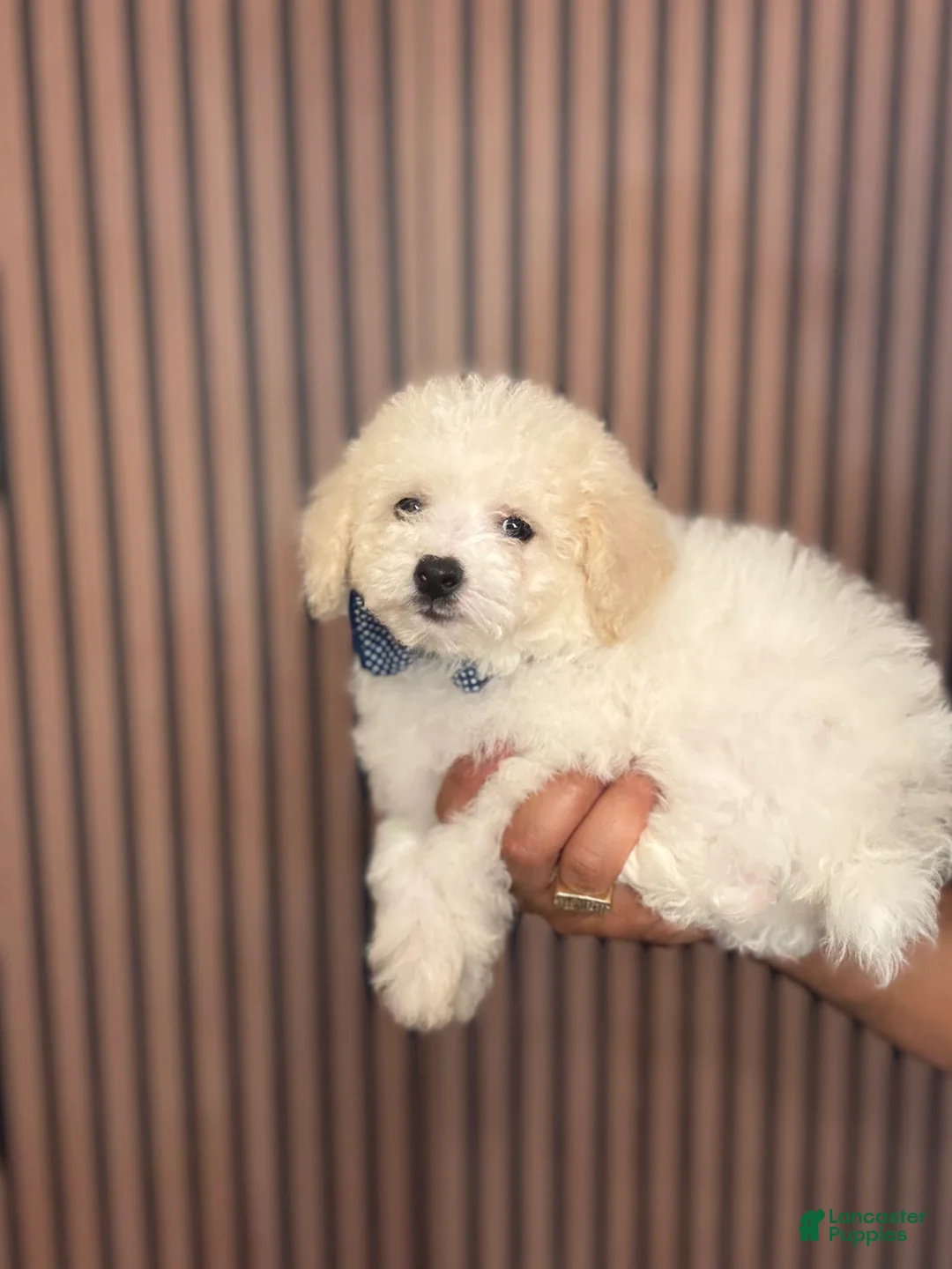 Bichpoo dogs for sale: Kenzo - Ad 1