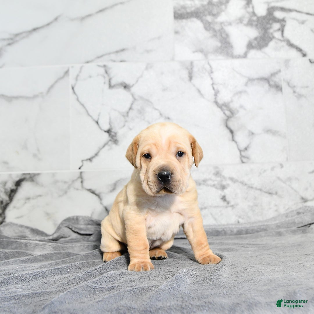 Mini Hippo dogs for sale: Oliver - Ad 1