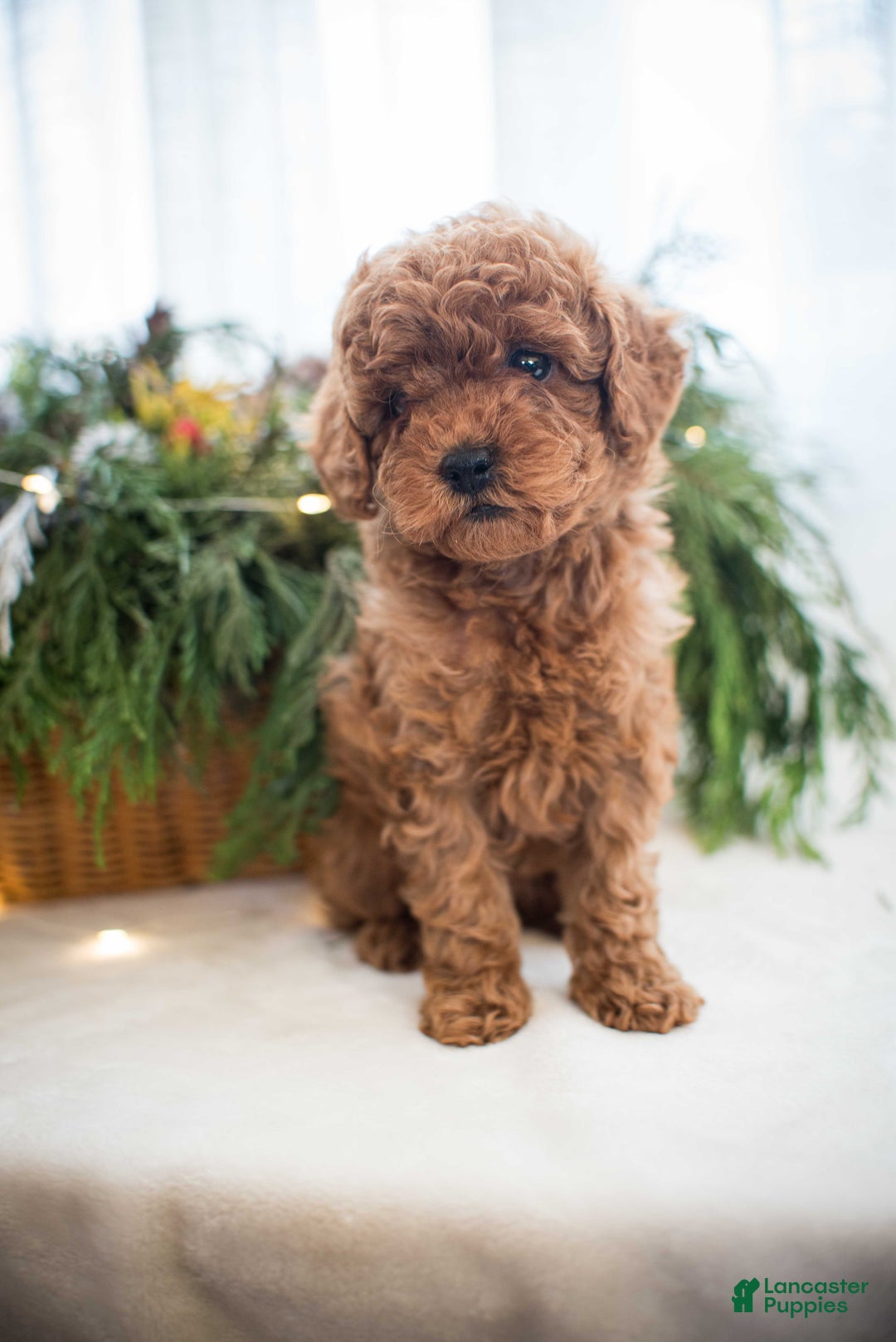 Miniature Poodle dogs for sale: Cindy Lou - Ad 11
