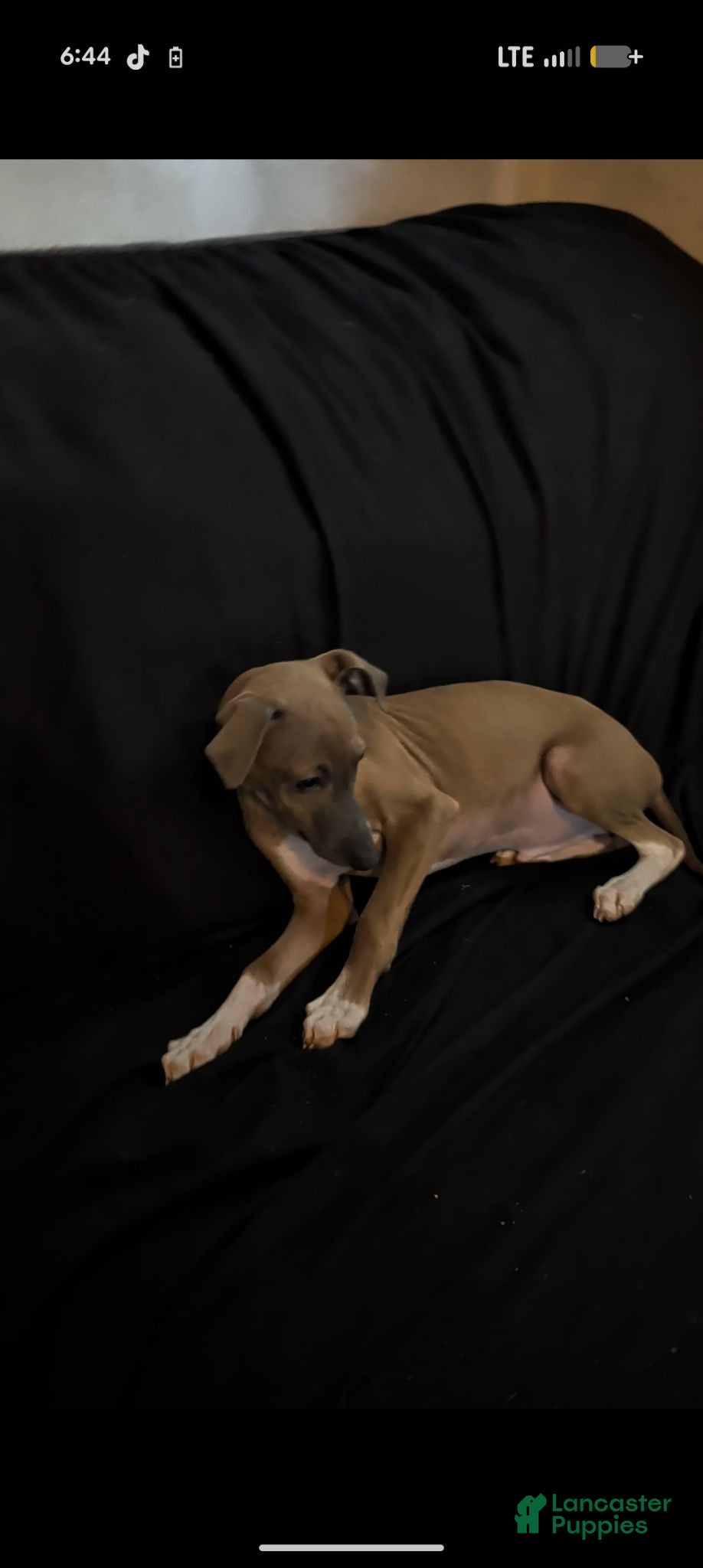 Italian Greyhound dogs Italian Greyhound 1 - Ad 1