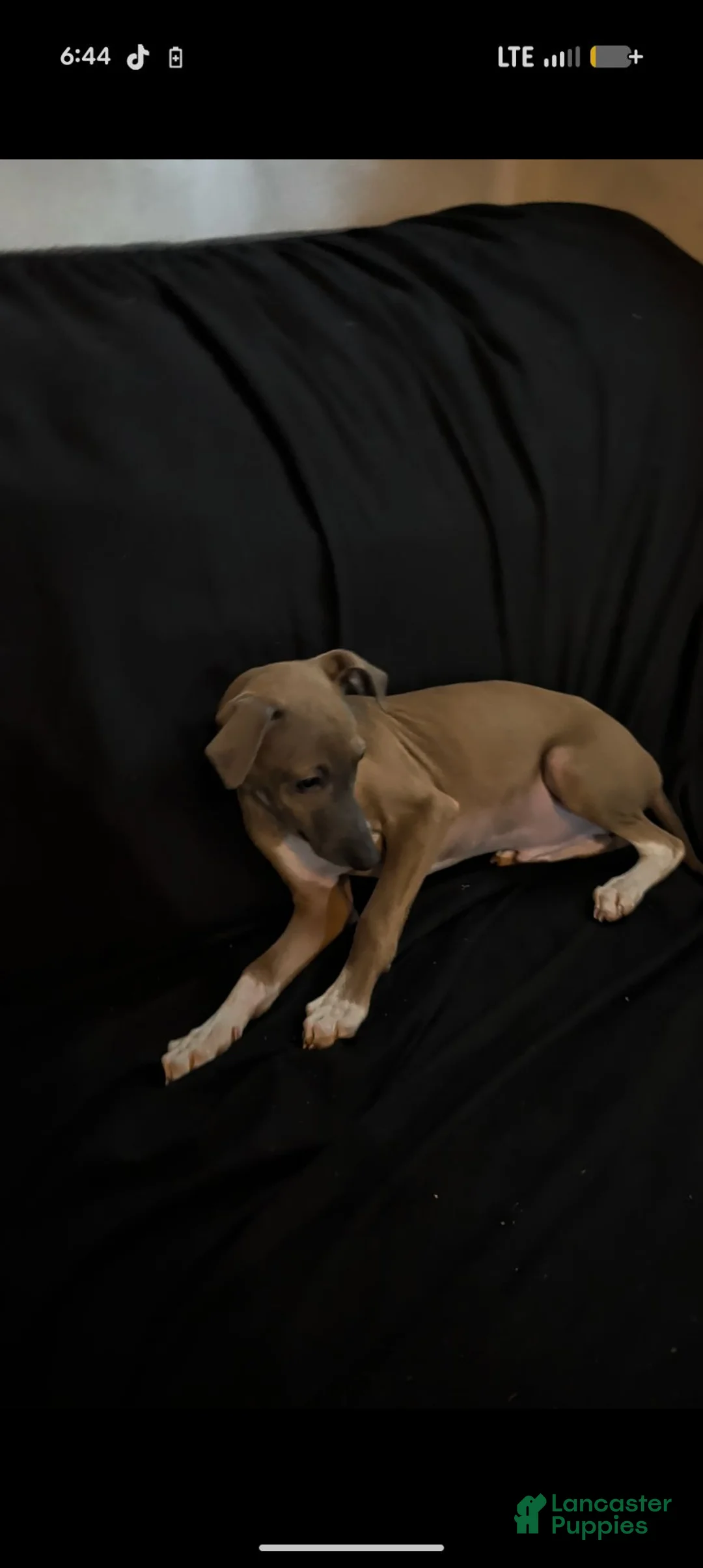 Italian Greyhound dogs for sale: Italian Greyhound 1 - Ad 1