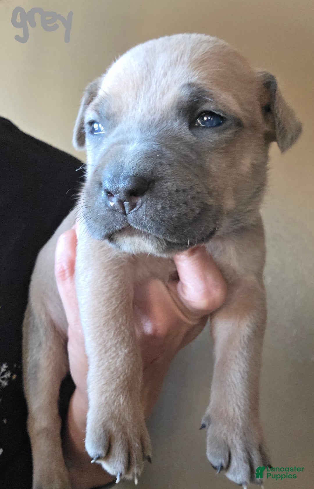 Mixed Breed dogs for sale: Ares - Ad 1