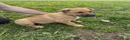German Shepherd dogs for sale: German Shepherd Puppy 4 Cleo - Ad 2