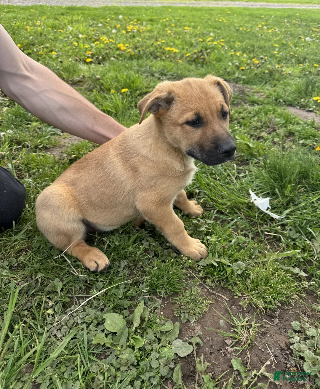 German Shepherd dogs for sale: German Shepherd Puppy 4 Cleo - Ad 2