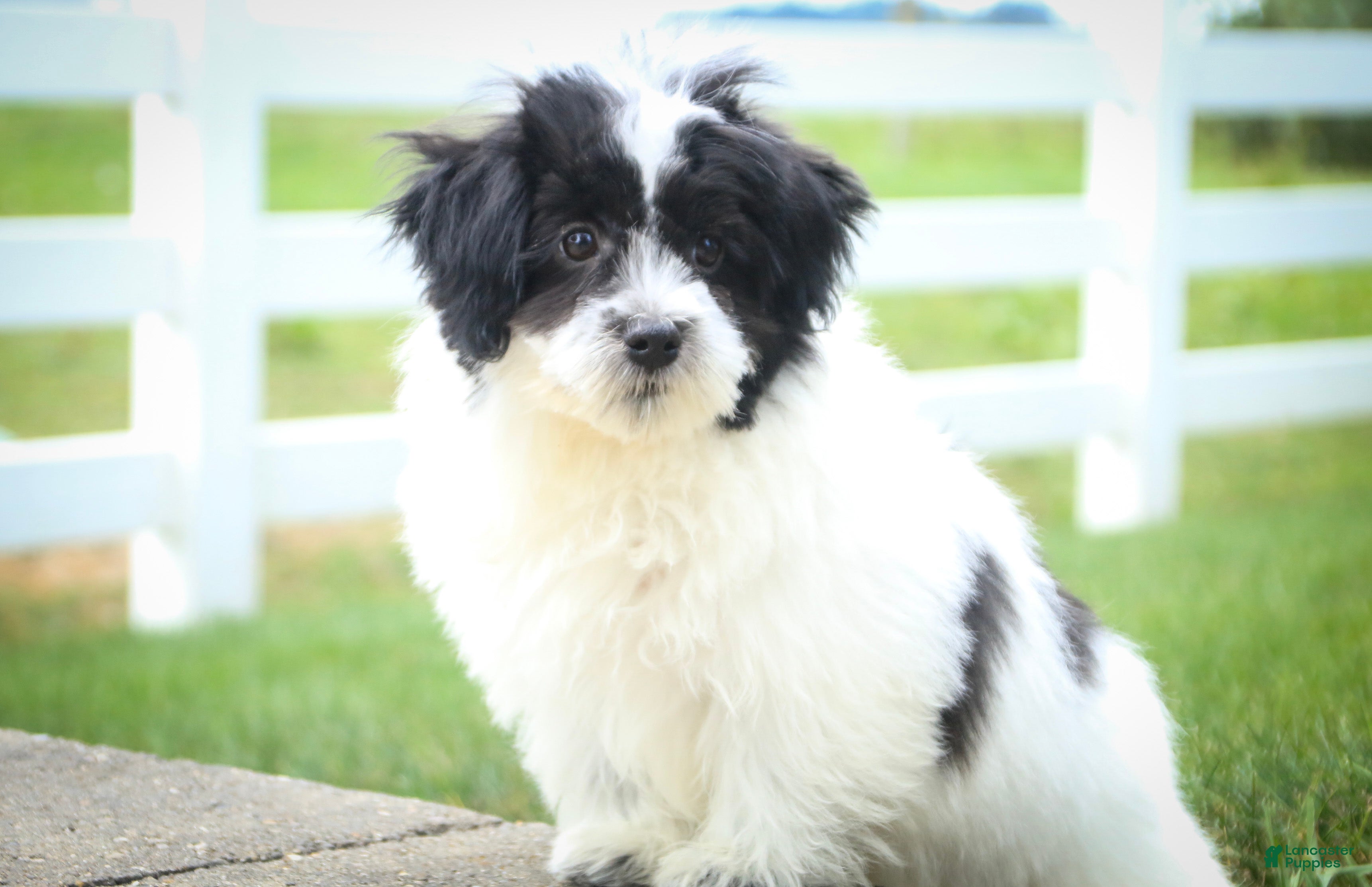 Havanese dogs Ivan Havanese Puppy  - Ad 1
