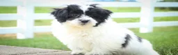 Havanese dogs for sale: Ivan Havanese Puppy  - Ad 6