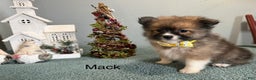 Pomeranian dogs for sale: Mack - Ad 3