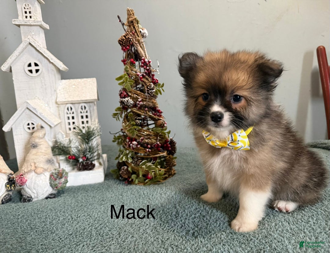 Pomeranian dogs for sale: Mack - Ad 3
