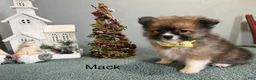 Pomeranian dogs for sale: Mack - Ad 3