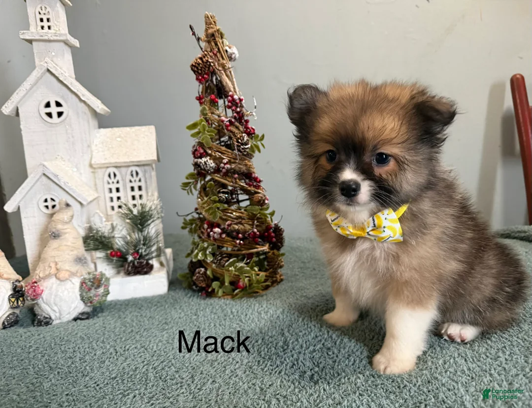 Pomeranian dogs for sale: Mack - Ad 3
